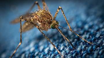 Китай изкорени маларията