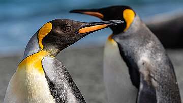 Нова Зеландия е родното място на всички видове пингвини, установиха учени