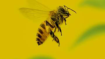 Биолози обучиха пчели да различават четни и нечетни числа