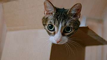 Котките обичат да се настаняват не само в истински, но и във въображаеми кутии