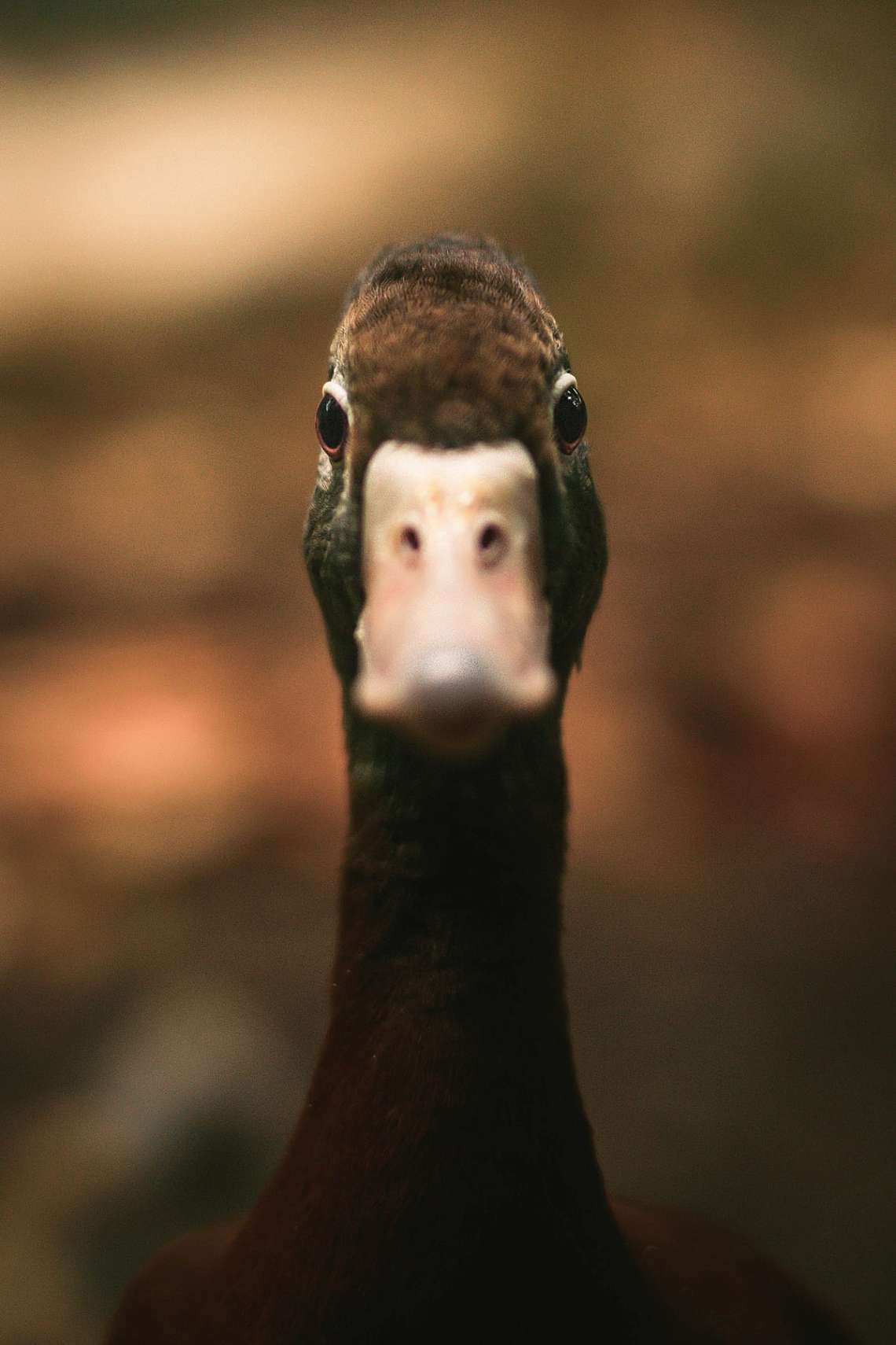 Anatidaephobia is defined as a pervasive, irrational fear that one is being watched by a duck. The anatidaephobic individual fears that no matter wher...