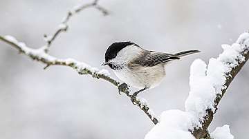 Защо птиците не замръзват през зимата?