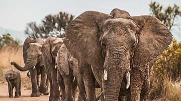 Стадо слонове ще лети от Великобритания за Кения