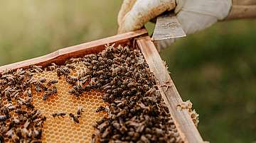 Археолози се натъкнаха на най-древните доказателства за добив на пчелен мед