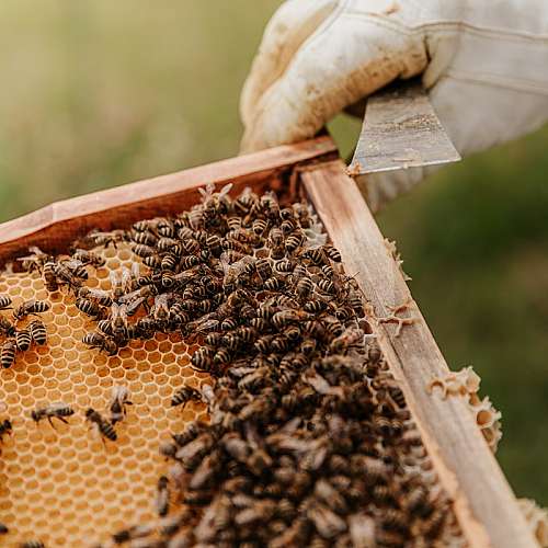 По-топлите есени могат да застрашат пчелите