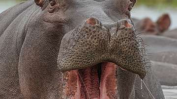 Два хипопотама в Белгия са заразени с новия коронавирус