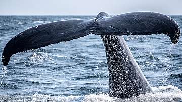 Русия закрива скандалните си басейни за китове